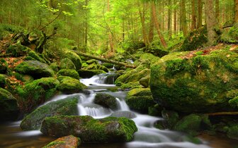 Šumava a Bavorský les