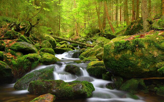 Šumava a Bavorský les